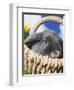 Lop-eared Easter bunny-Ada Summer-Framed Photographic Print