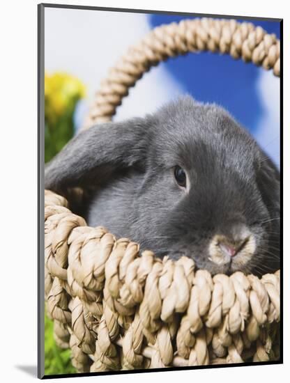 Lop-eared Easter bunny-Ada Summer-Mounted Photographic Print