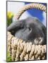 Lop-eared Easter bunny-Ada Summer-Mounted Photographic Print