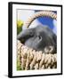 Lop-eared Easter bunny-Ada Summer-Framed Photographic Print