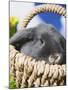 Lop-eared Easter bunny-Ada Summer-Mounted Photographic Print