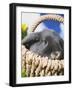 Lop-eared Easter bunny-Ada Summer-Framed Photographic Print