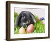 Lop-eared Easter bunny-Ada Summer-Framed Photographic Print