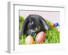 Lop-eared Easter bunny-Ada Summer-Framed Photographic Print