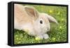 Lop Eared Rabbit Juvenile on Garden Lawn-null-Framed Stretched Canvas