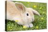 Lop Eared Rabbit Juvenile on Garden Lawn-null-Stretched Canvas