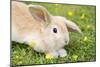 Lop Eared Rabbit Juvenile on Garden Lawn-null-Mounted Photographic Print