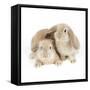 Lop-Eared Rabbits-null-Framed Stretched Canvas