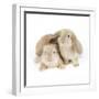 Lop-Eared Rabbits-null-Framed Photographic Print