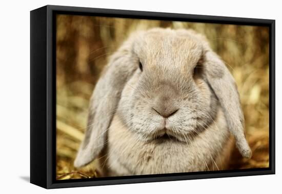 Lop-Earred Rabbit-AberratioN-Framed Stretched Canvas