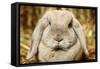 Lop-Earred Rabbit-AberratioN-Framed Stretched Canvas