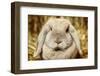 Lop-Earred Rabbit-AberratioN-Framed Photographic Print