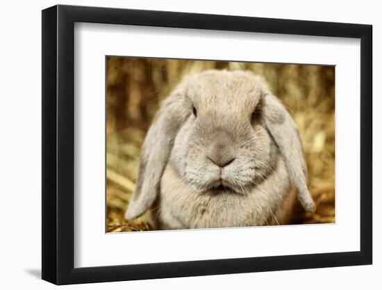 Lop-Earred Rabbit-AberratioN-Framed Photographic Print