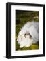 Lop Rabbit, E. Haddam, Connecticut. USA (Kt)-Lynn M^ Stone-Framed Photographic Print