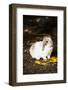 Lop Rabbit, E. Haddam, Connecticut. USA (Kt)-Lynn M^ Stone-Framed Photographic Print