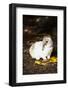 Lop Rabbit, E. Haddam, Connecticut. USA (Kt)-Lynn M^ Stone-Framed Photographic Print