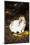 Lop Rabbit, E. Haddam, Connecticut. USA (Kt)-Lynn M^ Stone-Mounted Photographic Print