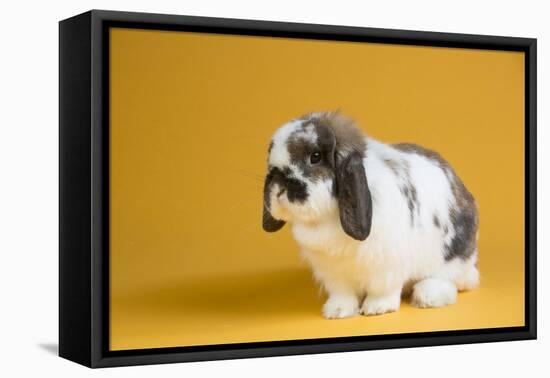 Lop Rabbit-Lynn M^ Stone-Framed Stretched Canvas