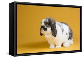 Lop Rabbit-Lynn M^ Stone-Framed Stretched Canvas