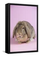 Lop Rabbit-Lynn M^ Stone-Framed Stretched Canvas