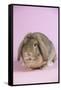 Lop Rabbit-Lynn M^ Stone-Framed Stretched Canvas