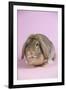 Lop Rabbit-Lynn M^ Stone-Framed Premium Photographic Print