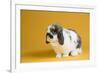 Lop Rabbit-Lynn M^ Stone-Framed Photographic Print