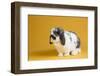 Lop Rabbit-Lynn M^ Stone-Framed Photographic Print