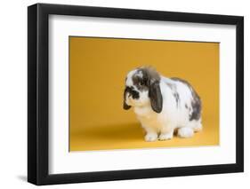 Lop Rabbit-Lynn M^ Stone-Framed Photographic Print