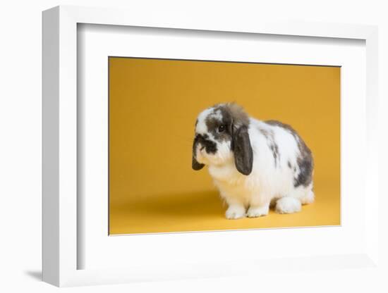 Lop Rabbit-Lynn M^ Stone-Framed Photographic Print