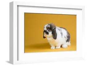 Lop Rabbit-Lynn M^ Stone-Framed Photographic Print