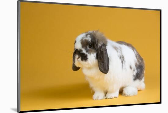 Lop Rabbit-Lynn M^ Stone-Mounted Photographic Print