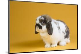 Lop Rabbit-Lynn M^ Stone-Mounted Photographic Print