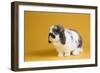 Lop Rabbit-Lynn M^ Stone-Framed Photographic Print