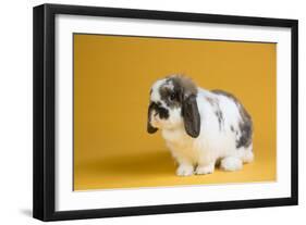 Lop Rabbit-Lynn M^ Stone-Framed Photographic Print