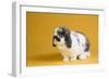 Lop Rabbit-Lynn M^ Stone-Framed Photographic Print