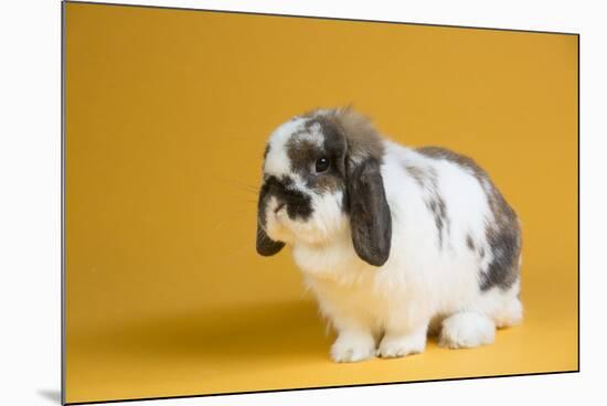 Lop Rabbit-Lynn M^ Stone-Mounted Photographic Print