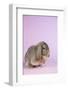 Lop Rabbit-Lynn M^ Stone-Framed Photographic Print