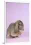 Lop Rabbit-Lynn M^ Stone-Framed Photographic Print