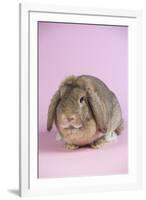 Lop Rabbit-Lynn M^ Stone-Framed Photographic Print