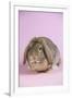 Lop Rabbit-Lynn M^ Stone-Framed Photographic Print