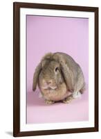 Lop Rabbit-Lynn M^ Stone-Framed Photographic Print