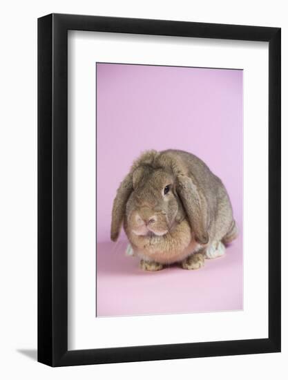 Lop Rabbit-Lynn M^ Stone-Framed Photographic Print