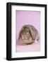 Lop Rabbit-Lynn M^ Stone-Framed Photographic Print