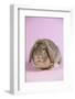 Lop Rabbit-Lynn M^ Stone-Framed Photographic Print