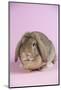 Lop Rabbit-Lynn M^ Stone-Mounted Photographic Print