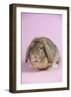 Lop Rabbit-Lynn M^ Stone-Framed Photographic Print