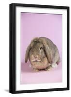 Lop Rabbit-Lynn M^ Stone-Framed Photographic Print