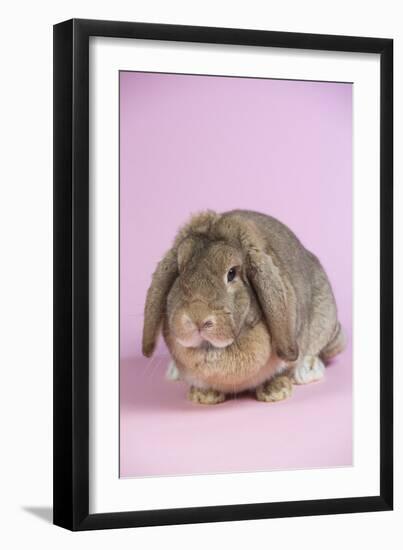 Lop Rabbit-Lynn M^ Stone-Framed Photographic Print