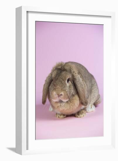 Lop Rabbit-Lynn M^ Stone-Framed Photographic Print